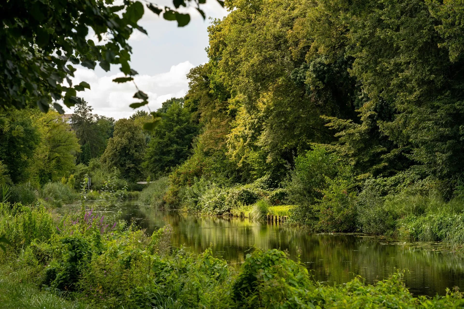 Rivière bordée de végétation luxuriante